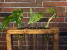 Load image into Gallery viewer, Plant Propagation Station l Wooden Propagation Station Stand l Propagation Station for Counter l Propagation Station Shelf l Indoor Plants
